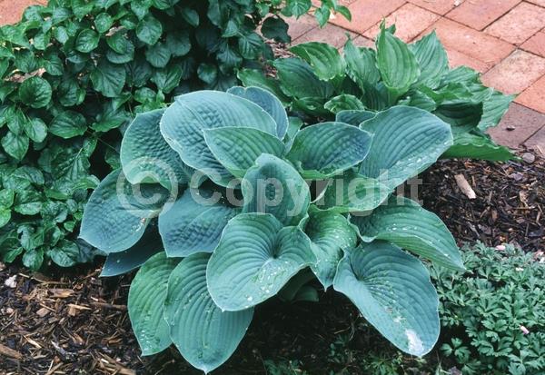 Lavender blooms; Deciduous; Broadleaf