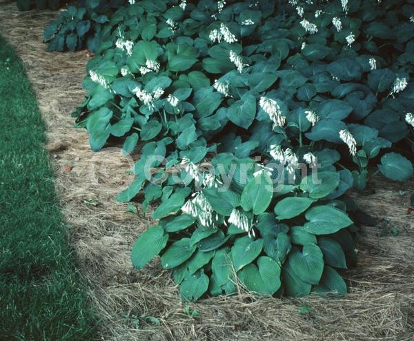 Lavender blooms; Deciduous; Broadleaf