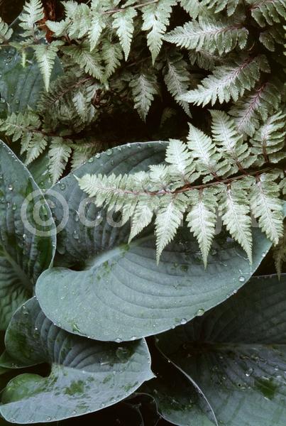 Lavender blooms; Deciduous; Broadleaf