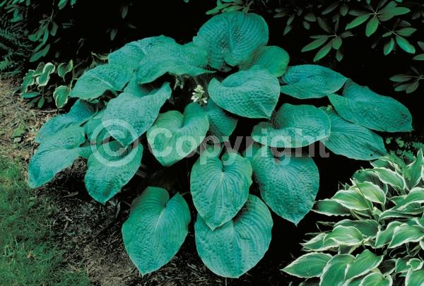 Lavender blooms; Deciduous; Broadleaf