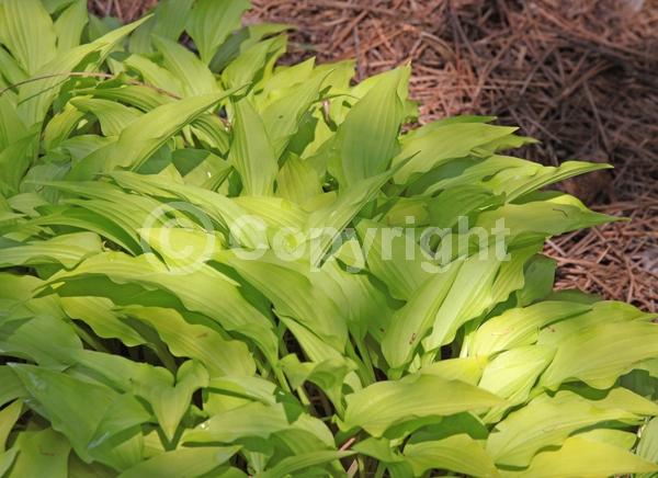 Purple blooms; Lavender blooms