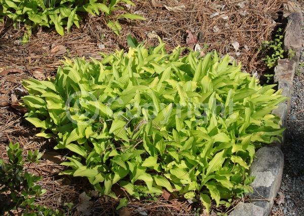 Purple blooms; Lavender blooms