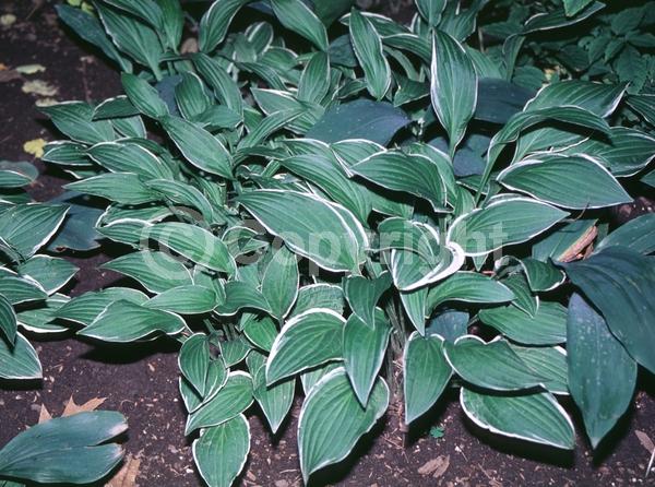 White blooms; Lavender blooms; Deciduous; Broadleaf