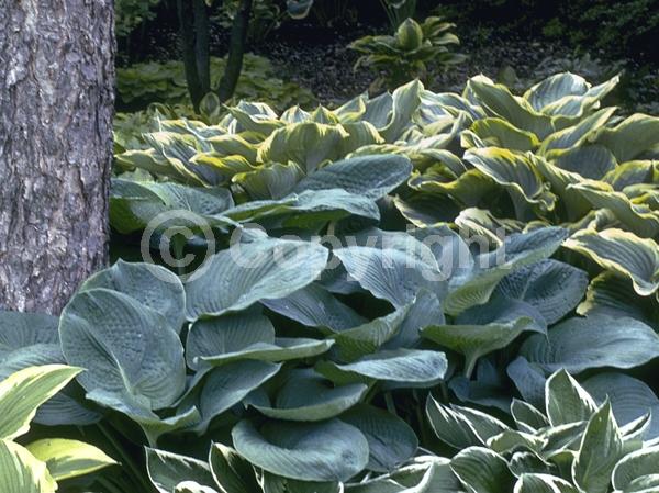 White blooms; Lavender blooms; Deciduous; Broadleaf
