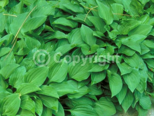 Purple blooms; Deciduous; Broadleaf