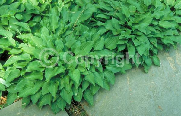 Purple blooms; Deciduous; Broadleaf