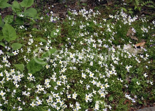 Blue blooms; Purple blooms; White blooms; North American Native