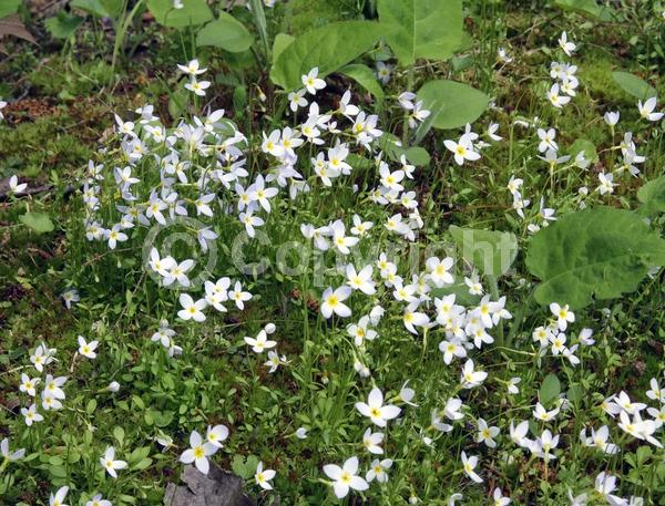 Blue blooms; Purple blooms; White blooms; North American Native