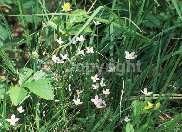 Blue blooms; Purple blooms; White blooms; North American Native