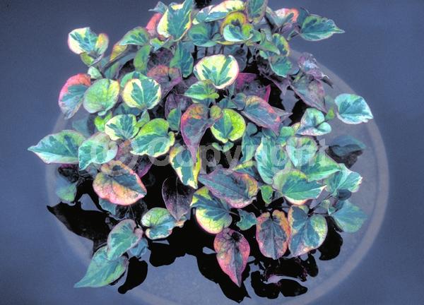 White blooms; Deciduous