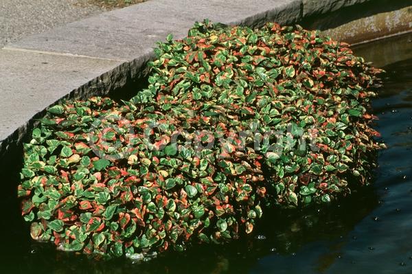White blooms; Deciduous