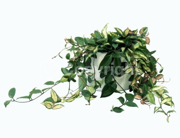 White blooms; Pink blooms; Evergreen