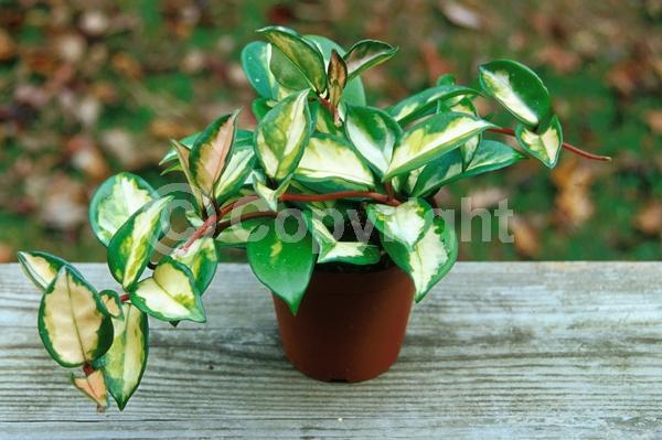 White blooms; Evergreen