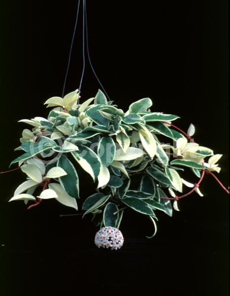 White blooms; Evergreen