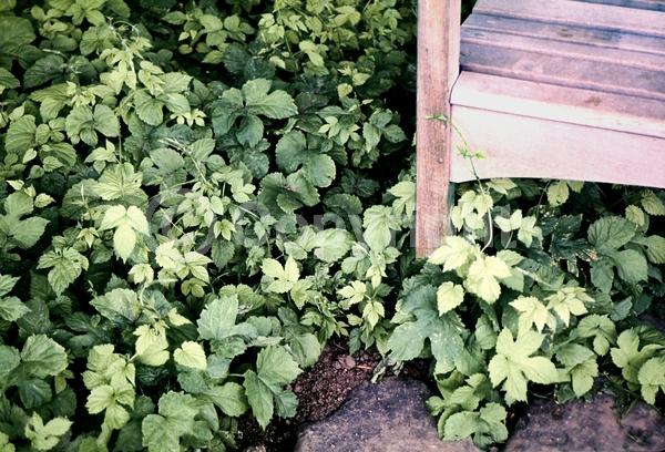 Yellow blooms; Green blooms; Deciduous