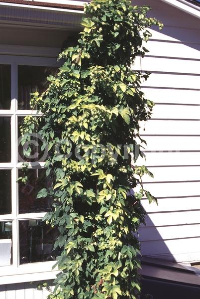 Yellow blooms; Green blooms; Deciduous