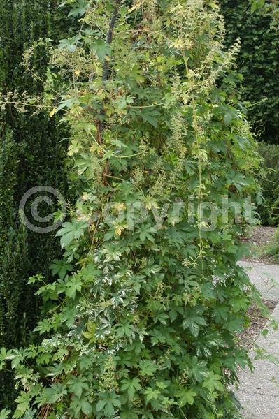 Yellow blooms; Green blooms; Deciduous