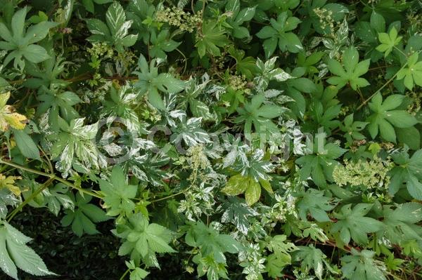 Yellow blooms; Green blooms; Deciduous