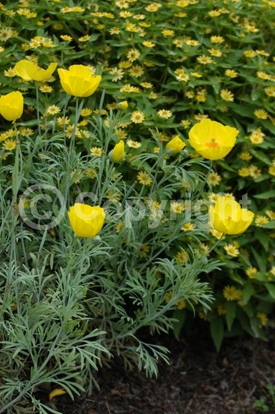 Yellow blooms; North American Native