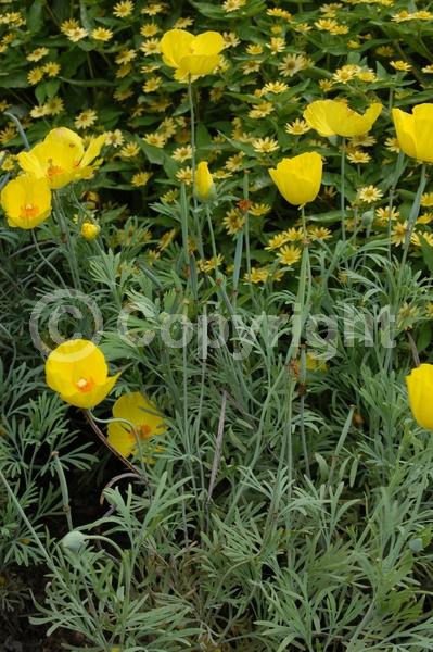 Yellow blooms; North American Native