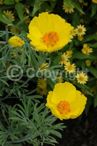 Yellow blooms; North American Native