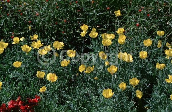 Yellow blooms; North American Native