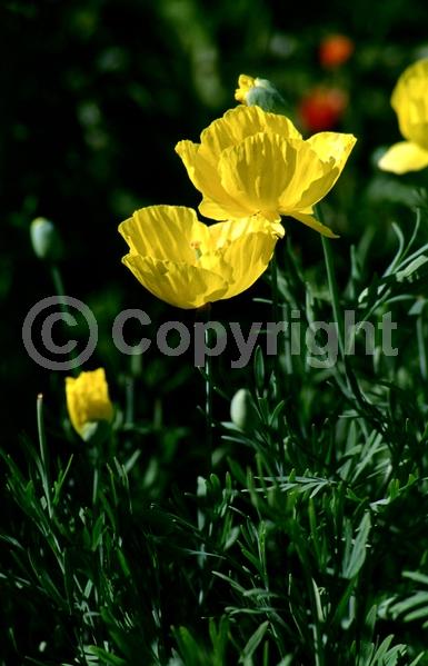 Yellow blooms; North American Native