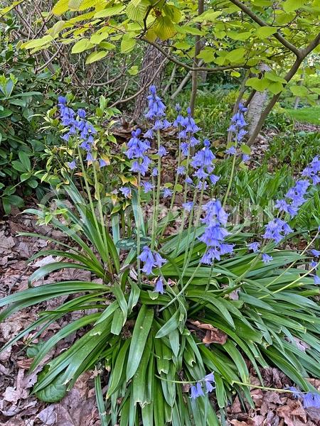 Blue blooms; Purple blooms; White blooms; Pink blooms; Deciduous; Broadleaf