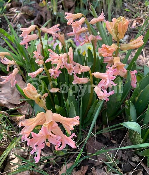 Red blooms; Yellow blooms; Blue blooms; Purple blooms; White blooms; Pink blooms; Deciduous; Broadleaf