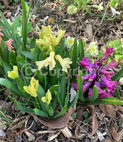 Red blooms; Yellow blooms; Blue blooms; Purple blooms; White blooms; Pink blooms; Deciduous; Broadleaf