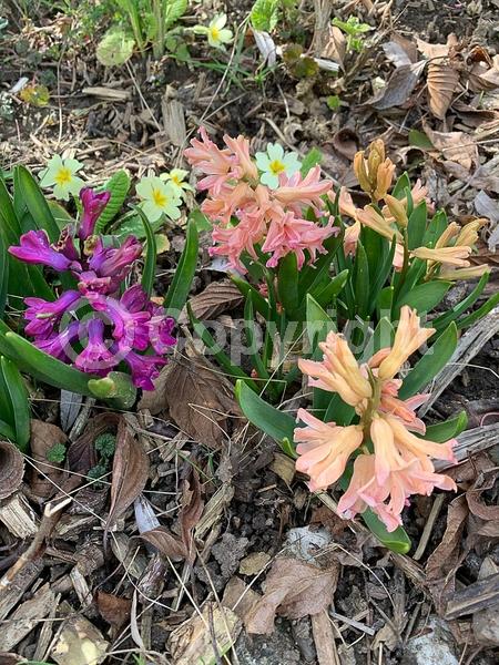 Red blooms; Yellow blooms; Blue blooms; Purple blooms; White blooms; Pink blooms; Deciduous; Broadleaf