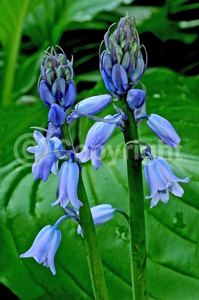 Blue blooms; Purple blooms; White blooms; Pink blooms; Deciduous; Broadleaf