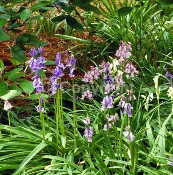 Blue blooms; Purple blooms; White blooms; Pink blooms; Deciduous; Broadleaf