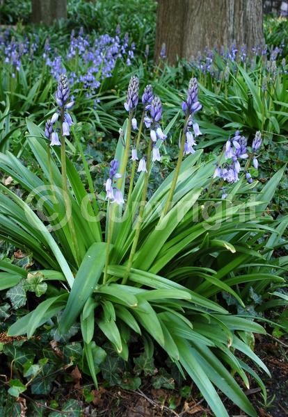 Blue blooms; Purple blooms; White blooms; Pink blooms; Deciduous; Broadleaf