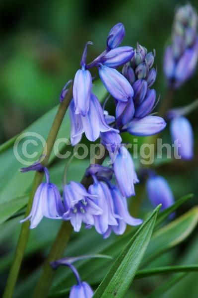 Blue blooms; Purple blooms; White blooms; Pink blooms; Deciduous; Broadleaf