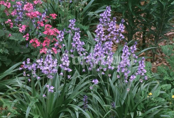 Blue blooms; Purple blooms; White blooms; Pink blooms; Deciduous; Broadleaf