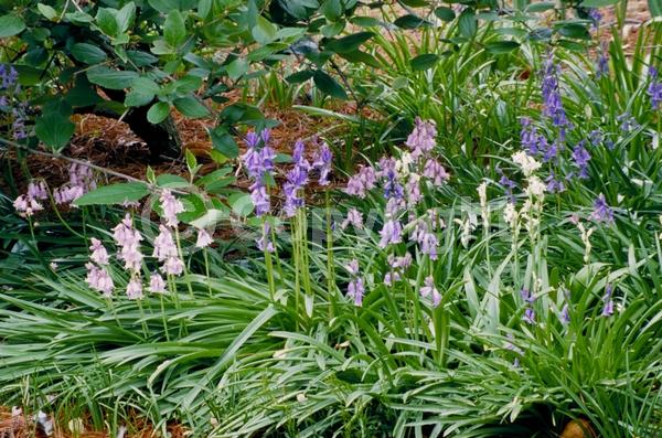 Blue blooms; Purple blooms; White blooms; Pink blooms; Deciduous; Broadleaf