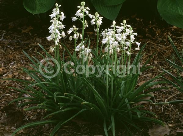 White blooms; Deciduous; Broadleaf