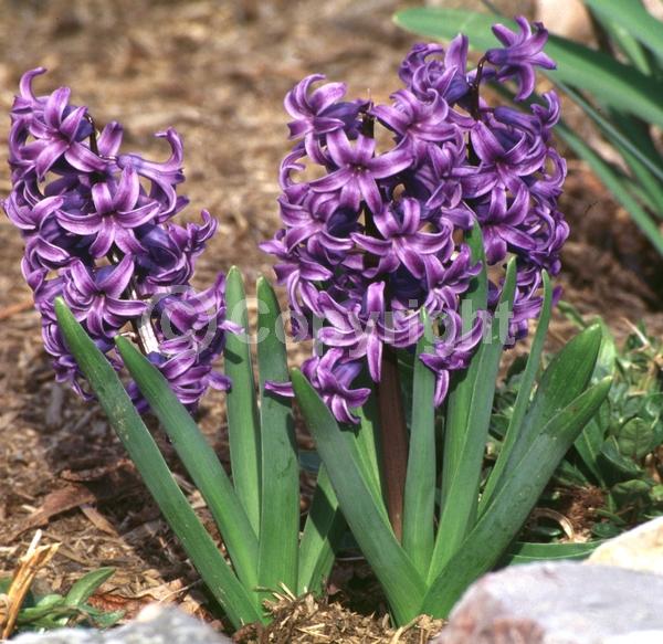 Purple blooms; Deciduous; Broadleaf