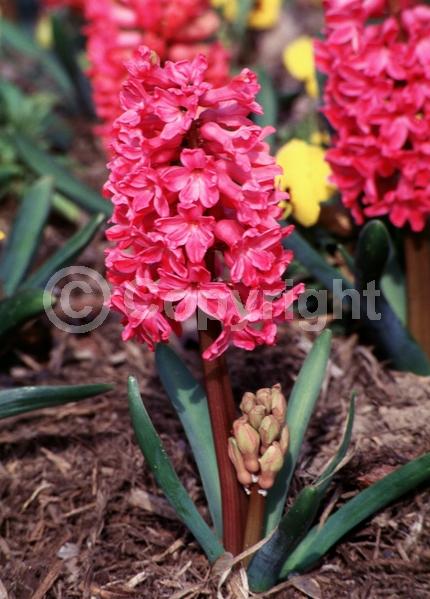 Red blooms; Pink blooms; Deciduous; Broadleaf
