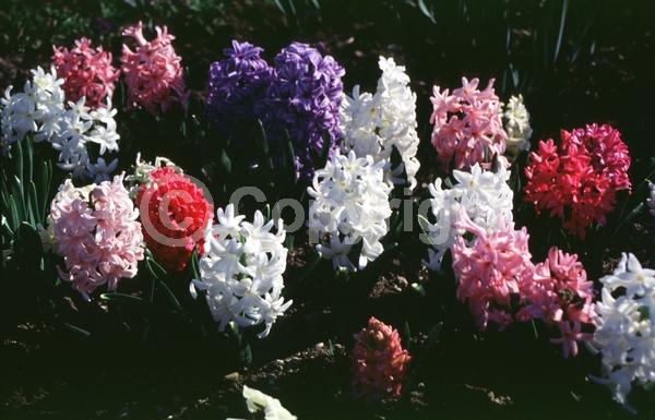 Red blooms; Yellow blooms; Blue blooms; Purple blooms; White blooms; Pink blooms; Deciduous; Broadleaf