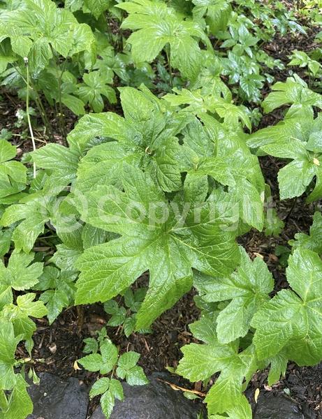 White blooms; Green blooms; North American Native