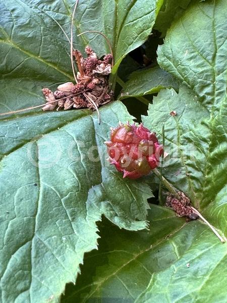 White blooms; Green blooms; North American Native