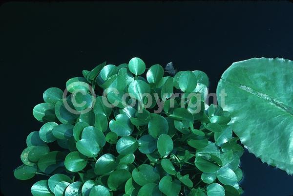 Yellow blooms; Deciduous