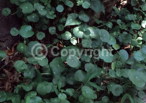 White blooms; Green blooms; Deciduous; North American Native