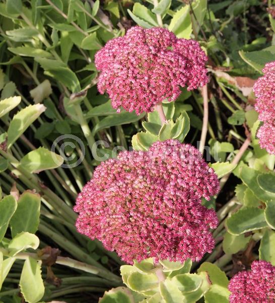 Red blooms; Pink blooms; Rust or bronze blooms; Deciduous