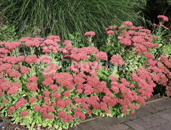 Red blooms; Pink blooms; Rust or bronze blooms; Deciduous