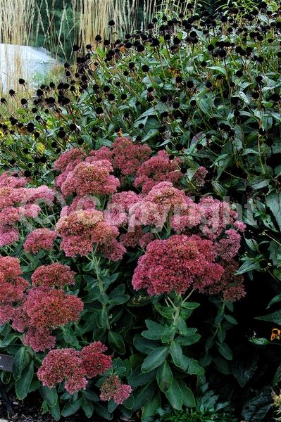 Red blooms; Pink blooms; Rust or bronze blooms; Deciduous