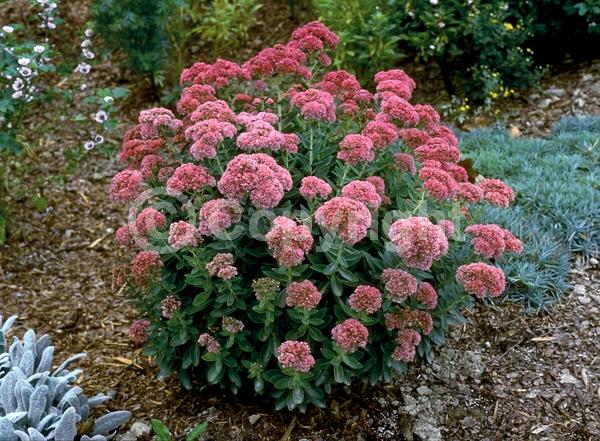 Red blooms; Pink blooms; Rust or bronze blooms; Deciduous