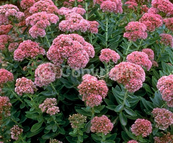 Red blooms; Pink blooms; Rust or bronze blooms; Deciduous